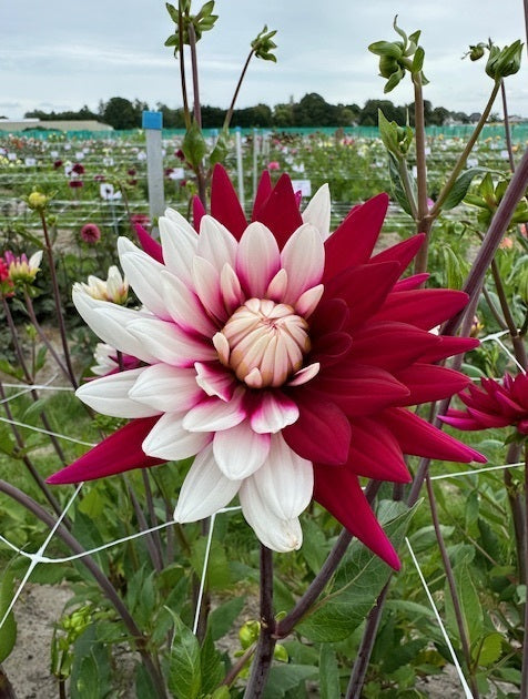 Dahlia Rebecca's World