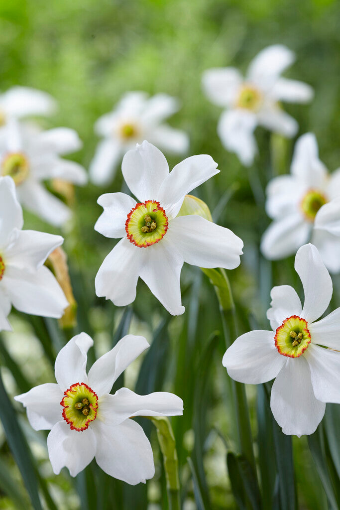Narcissus Recurvus