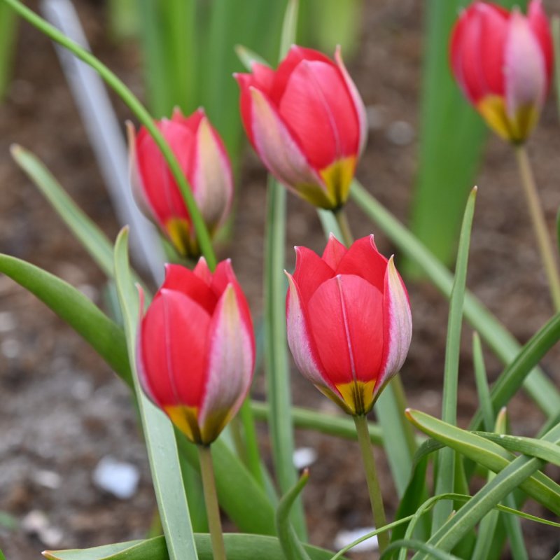 Tulipa Red Beauty