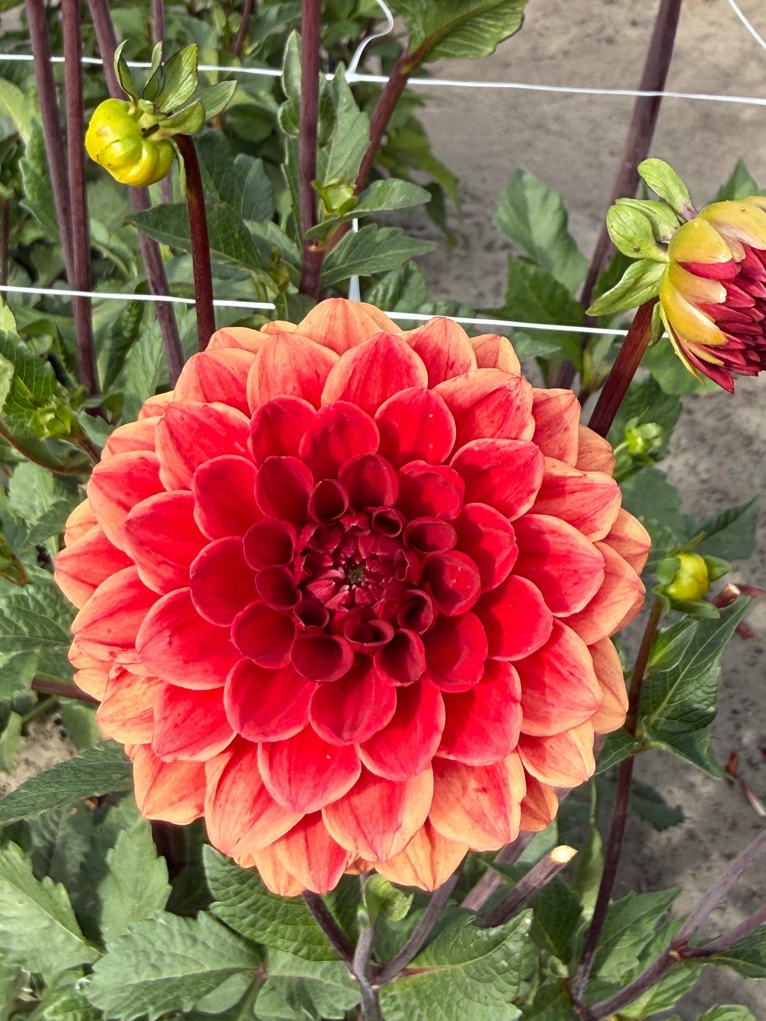 Dahlia Red Cap