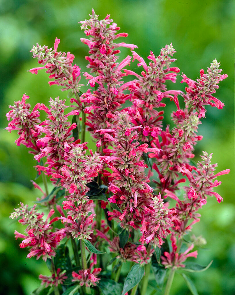 Agastache Red Fortune
