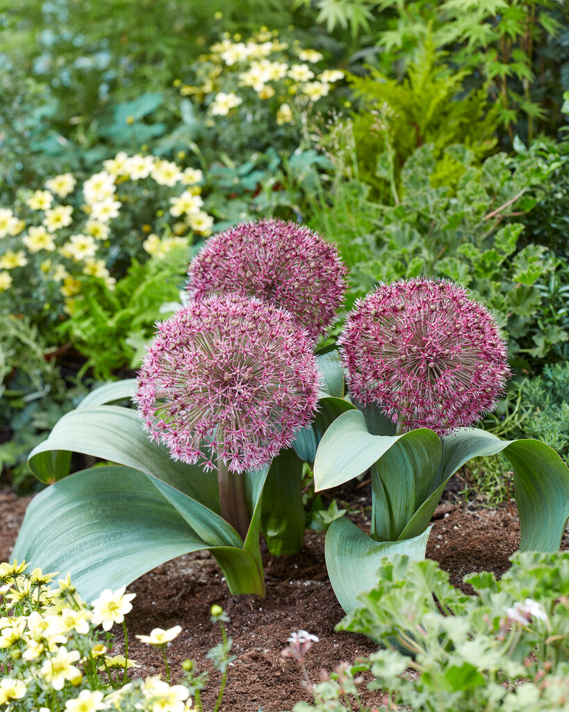 Allium Red Giant Star