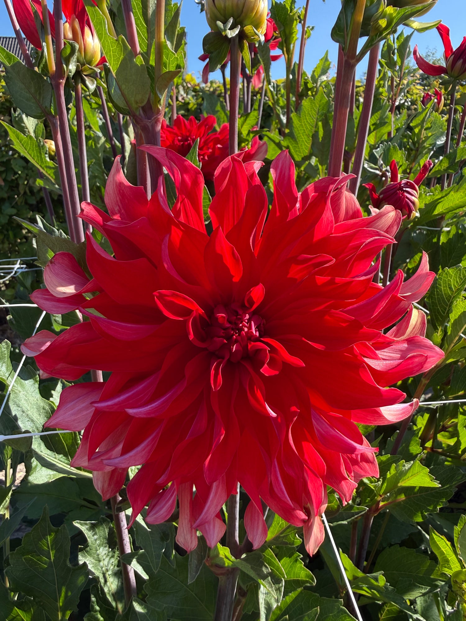 Dahlia Red Labyrinth
