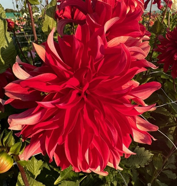 Dahlia Red Labyrinth