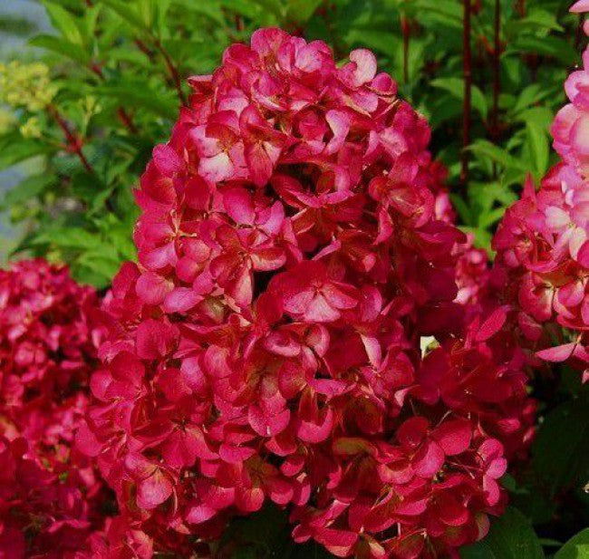 Hydrangea Paniculata Gardenlight Redlight