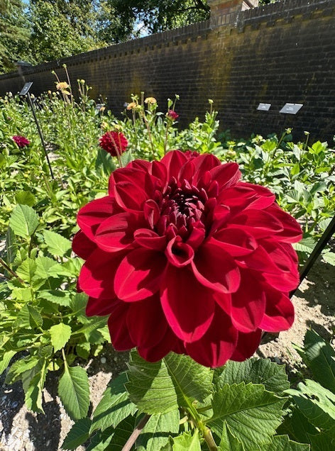 Dahlia Red Queen