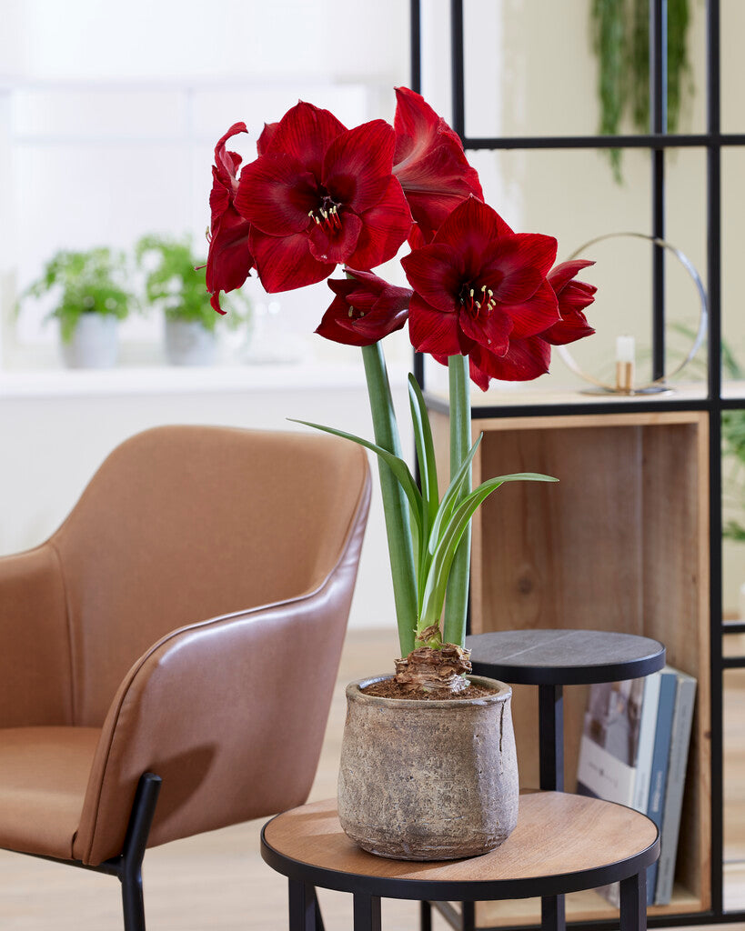 Amaryllis Red Reality