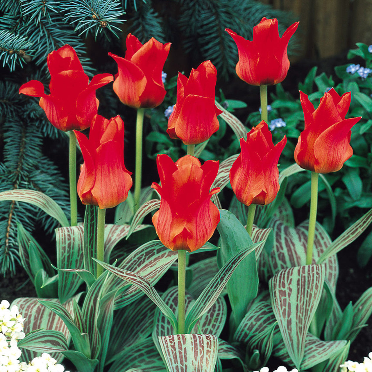 Tulipa Red Riding Hood