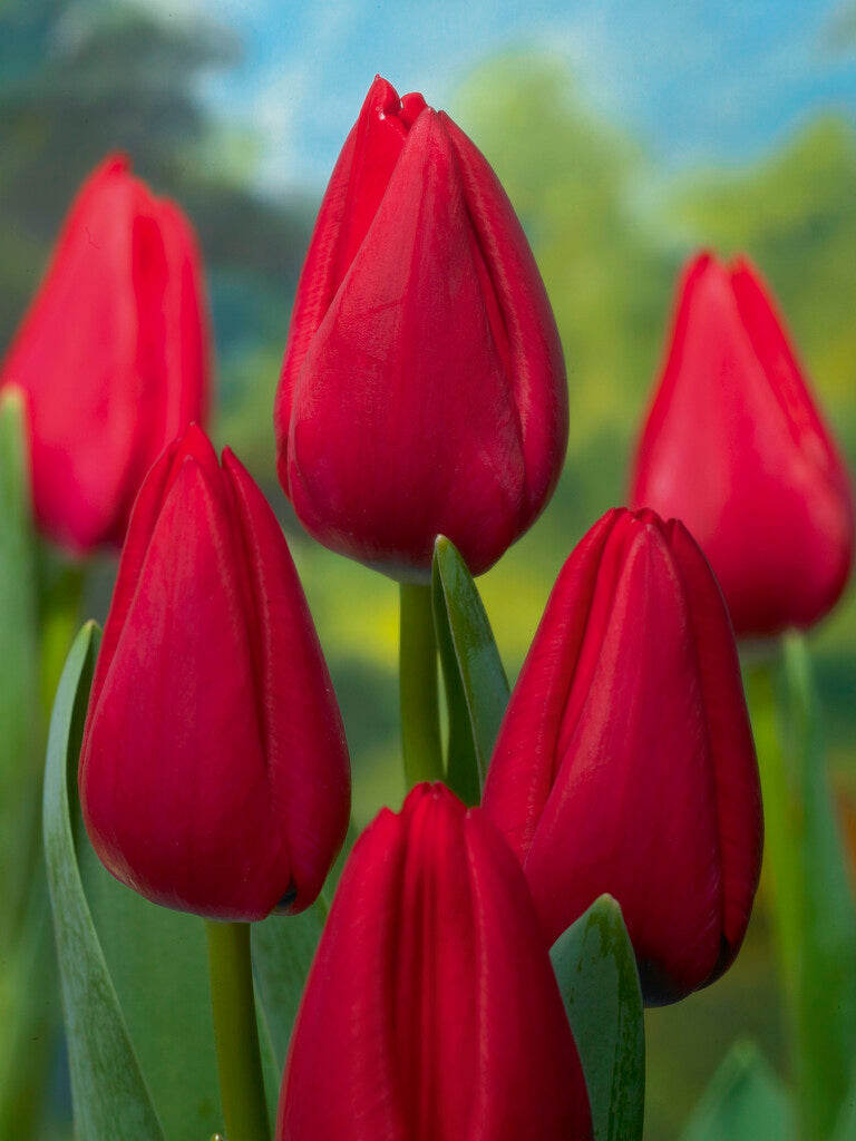 Tulipa Red Rover