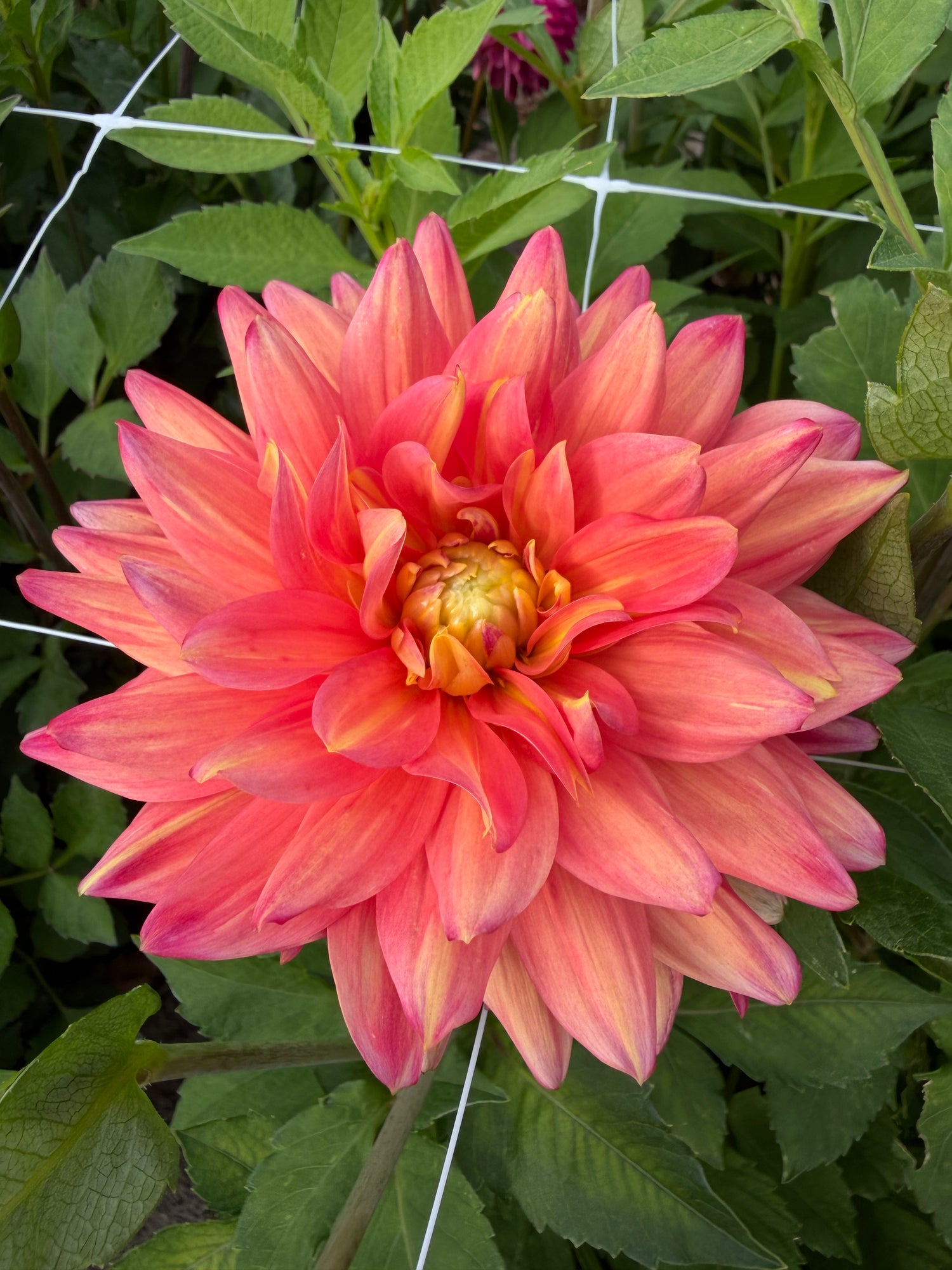 Dahlia Red Silence
