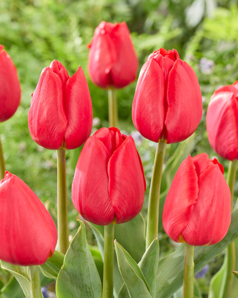 Tulipa Red Stone