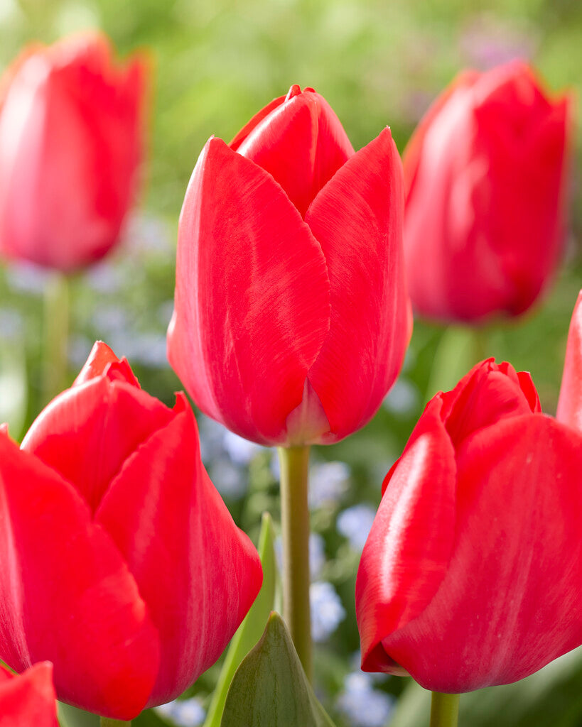 Tulipa Red van Eijk