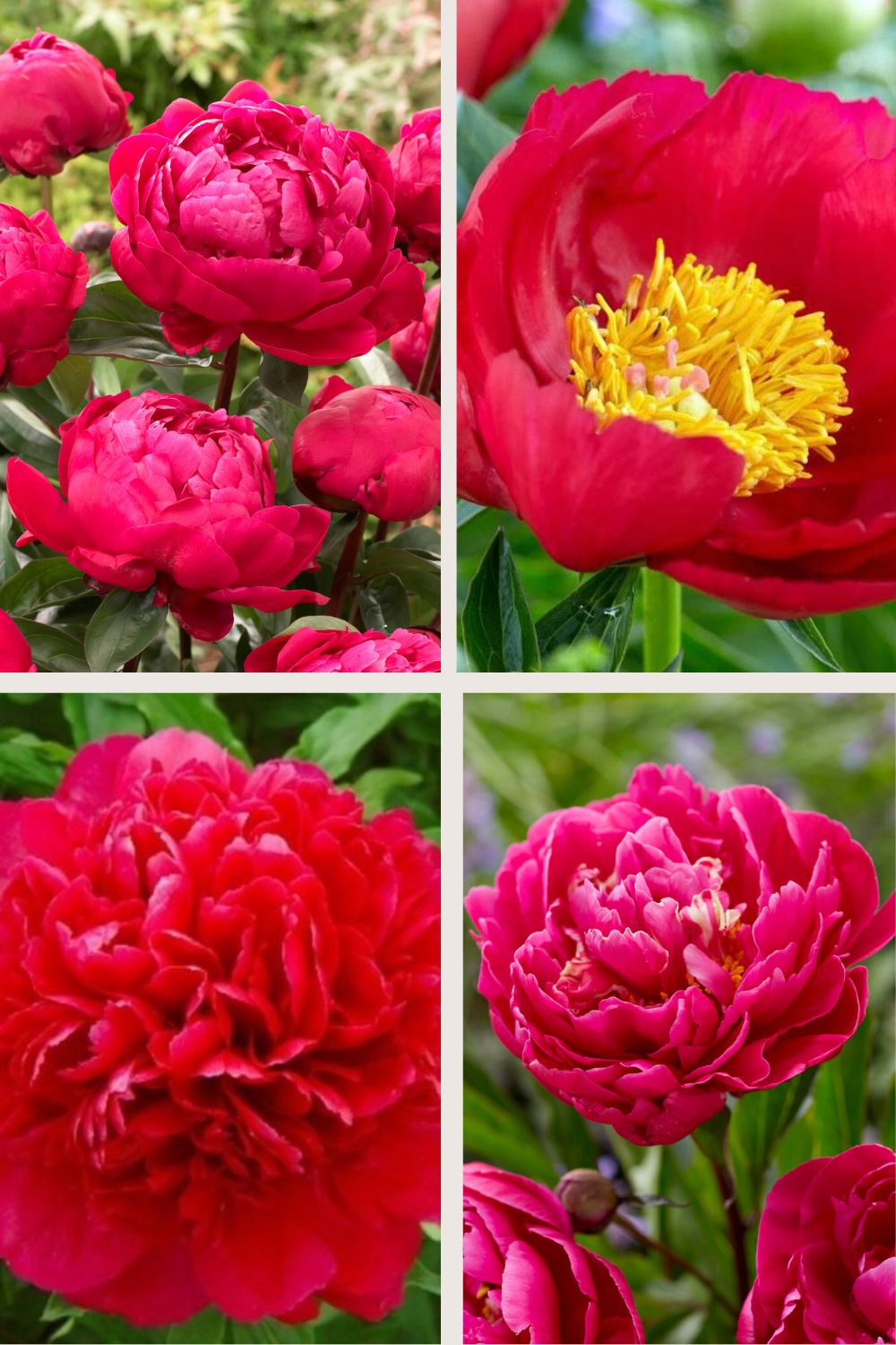 Paeonia Red Collectie