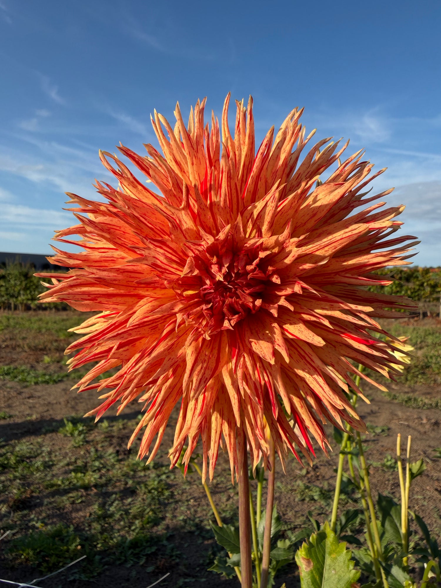 Dahlia Rejman's Firecracker