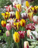 Tulipa Rembrandt Mix