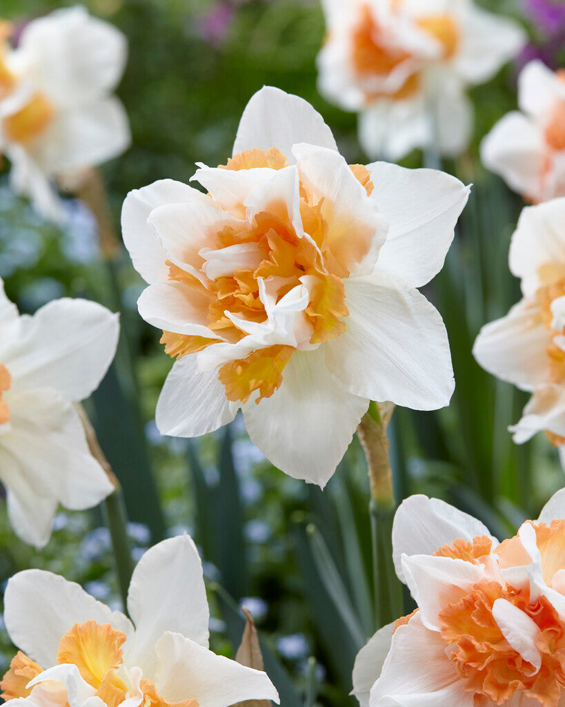 Narcissus Replete