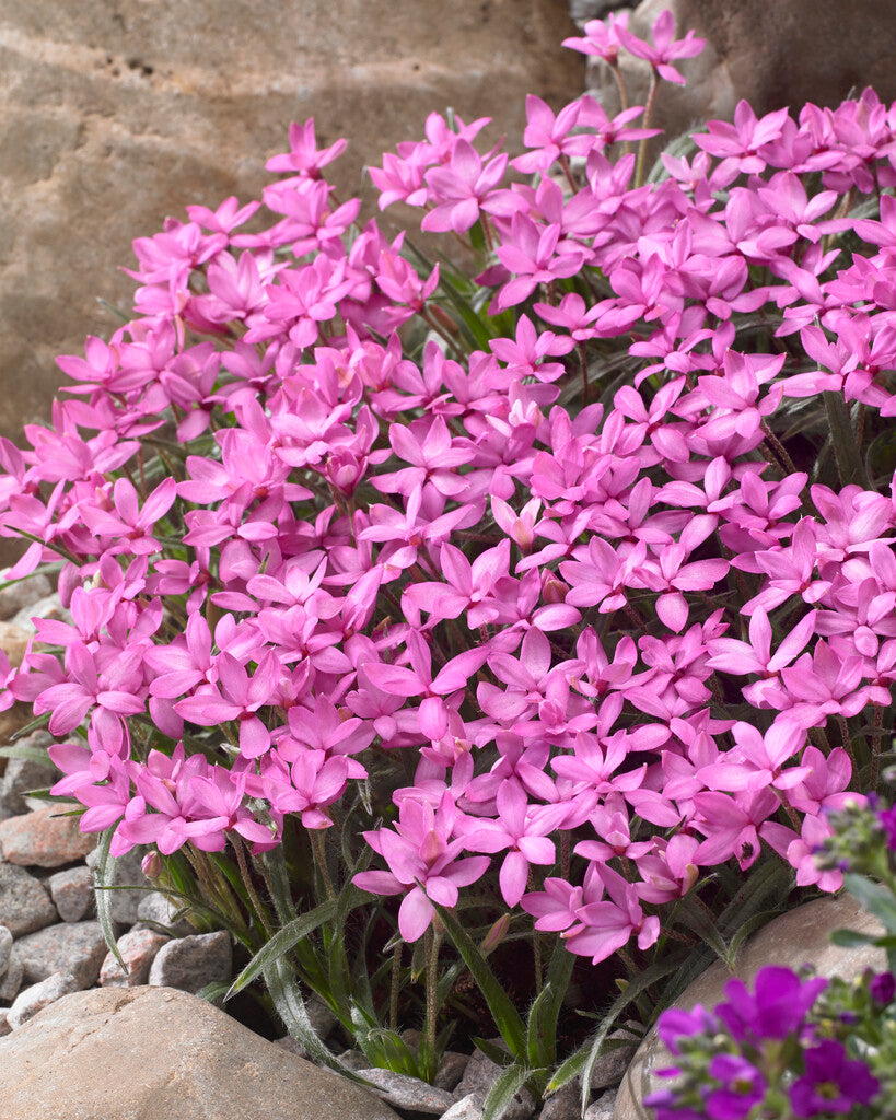 Rhodohypoxis Mars