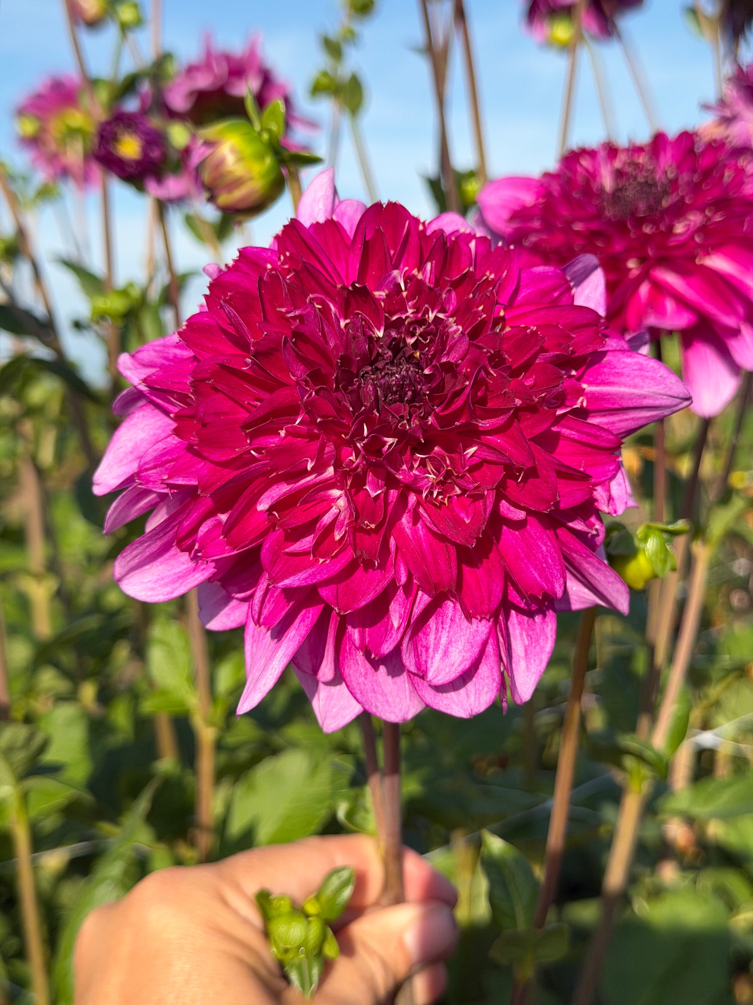 Dahlia Richards Fortune