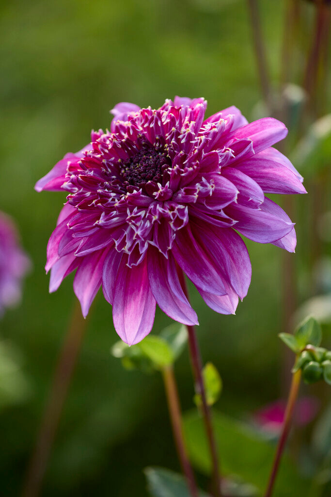Dahlia Richards Fortune
