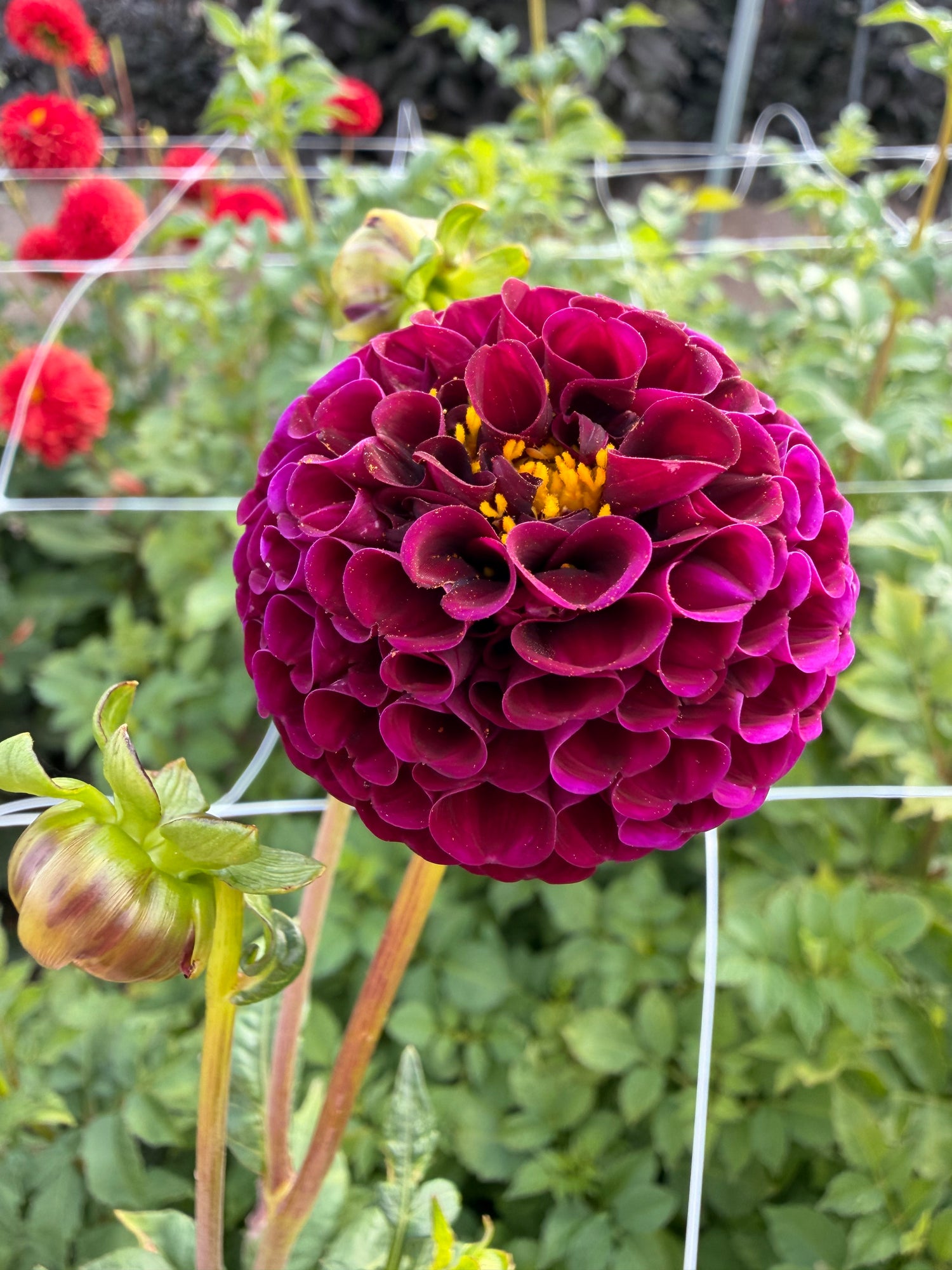 Dahlia Rocco