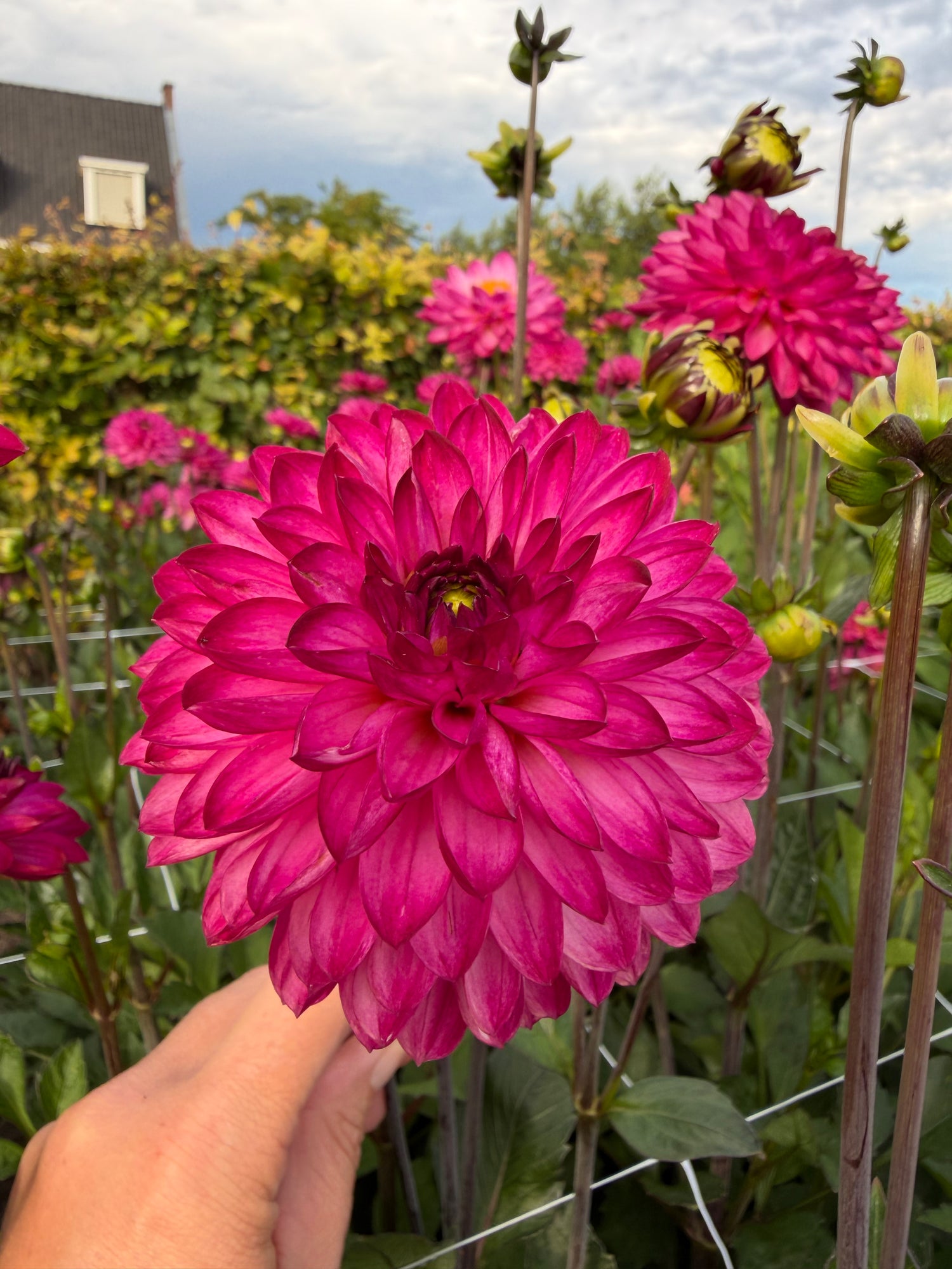 Dahlia Romantica