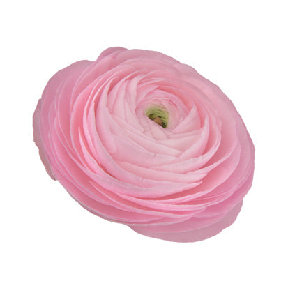 Ranunculus Rosa Chiaro