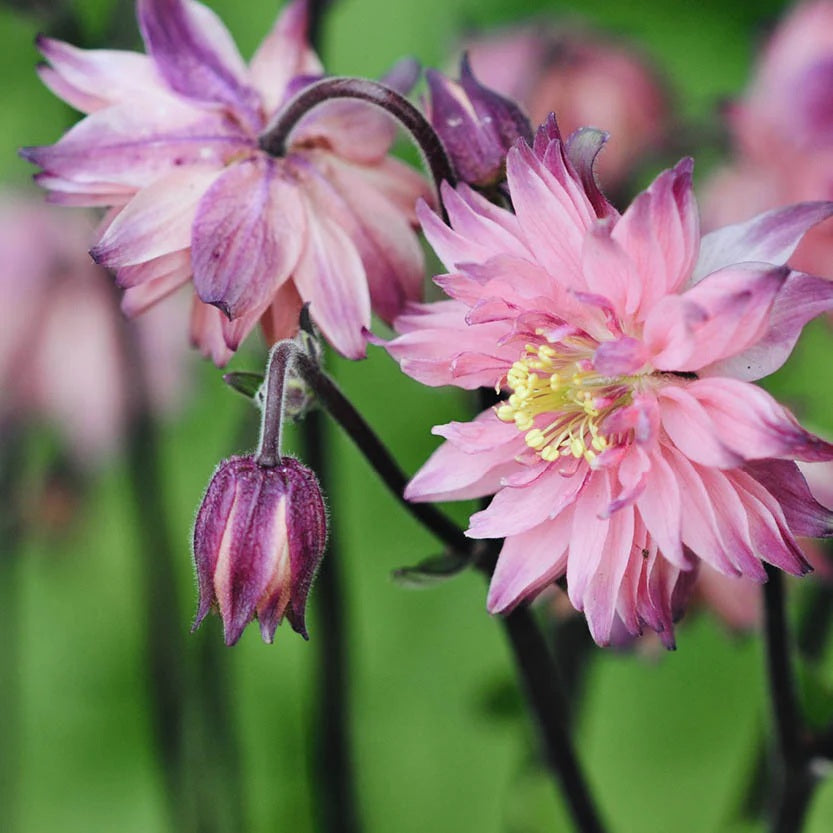 Aquilegia Rose Barlow