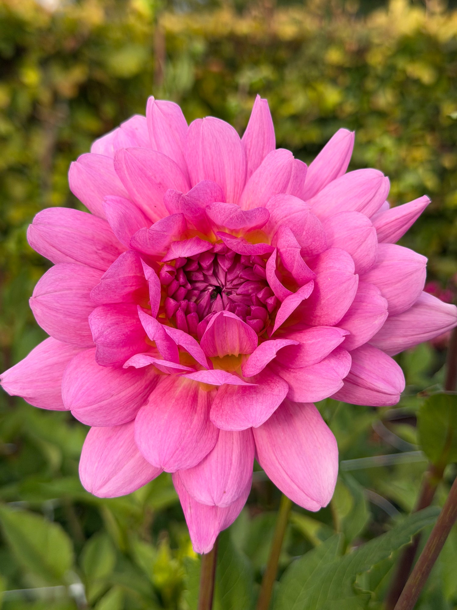 Dahlia Rosella