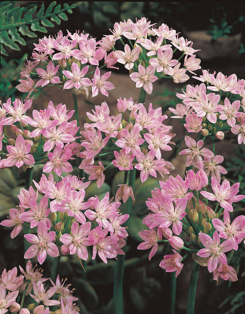 Allium Roseum Grandiflorum