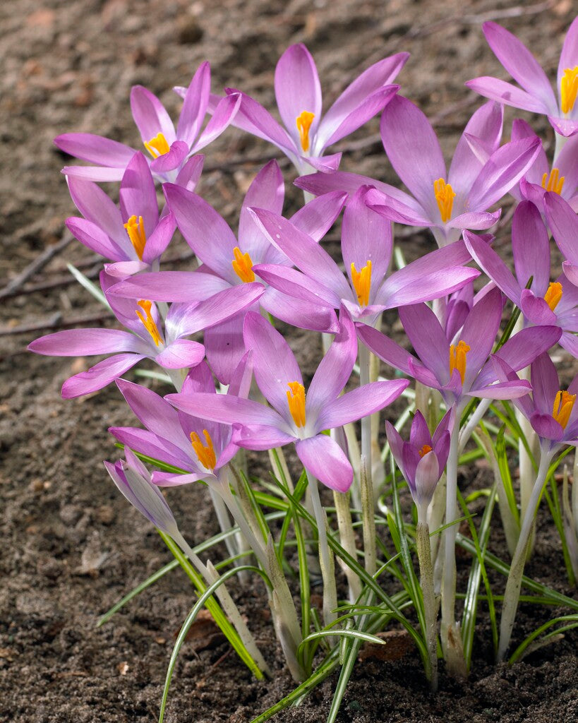 Crocus Roseus