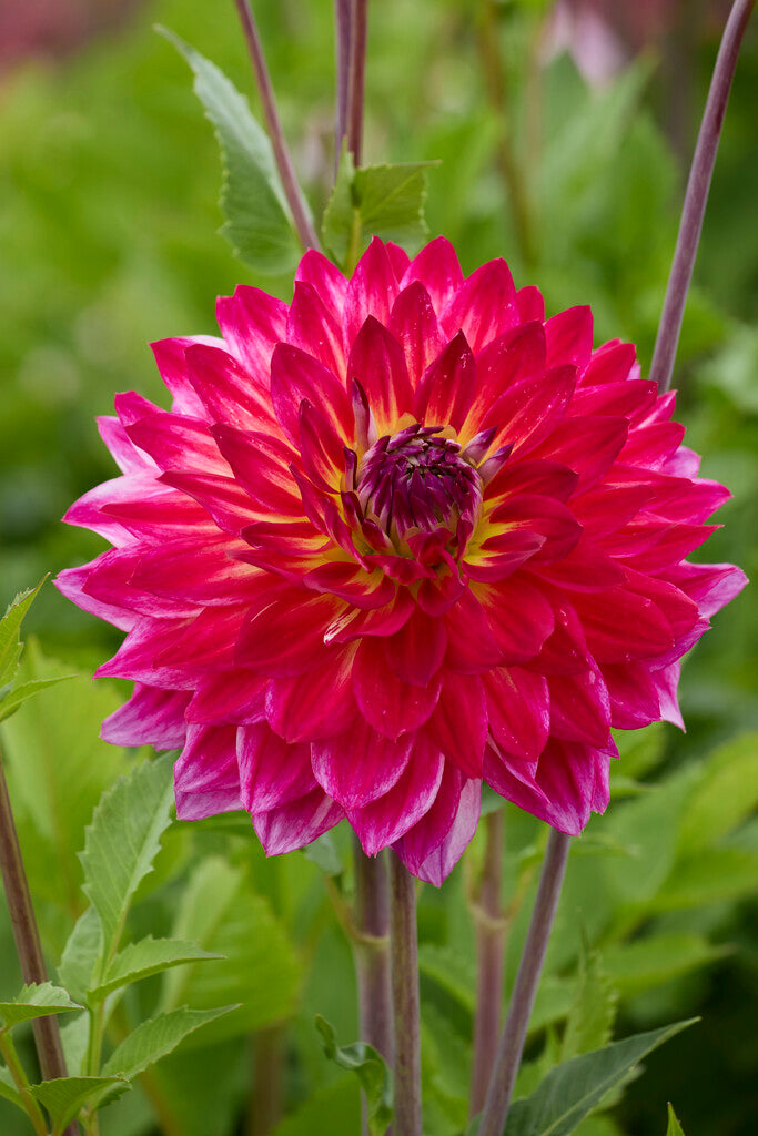 Dahlia Rosy Delight