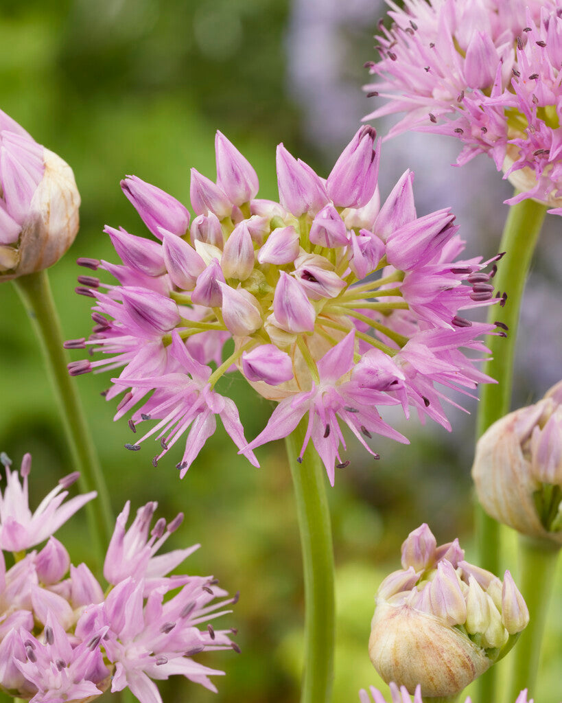 Allium Rosy Dream