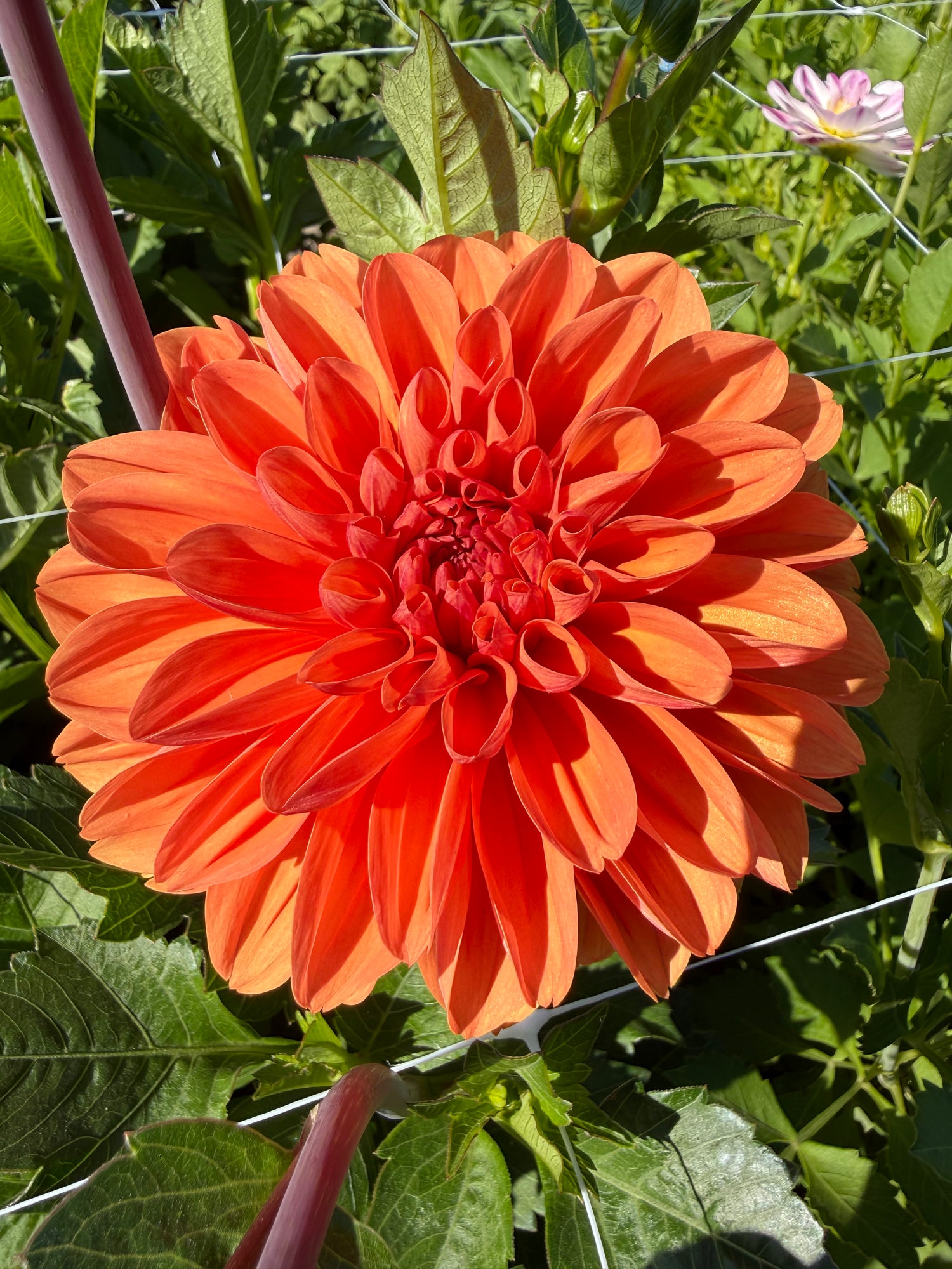 Dahlia Royal King