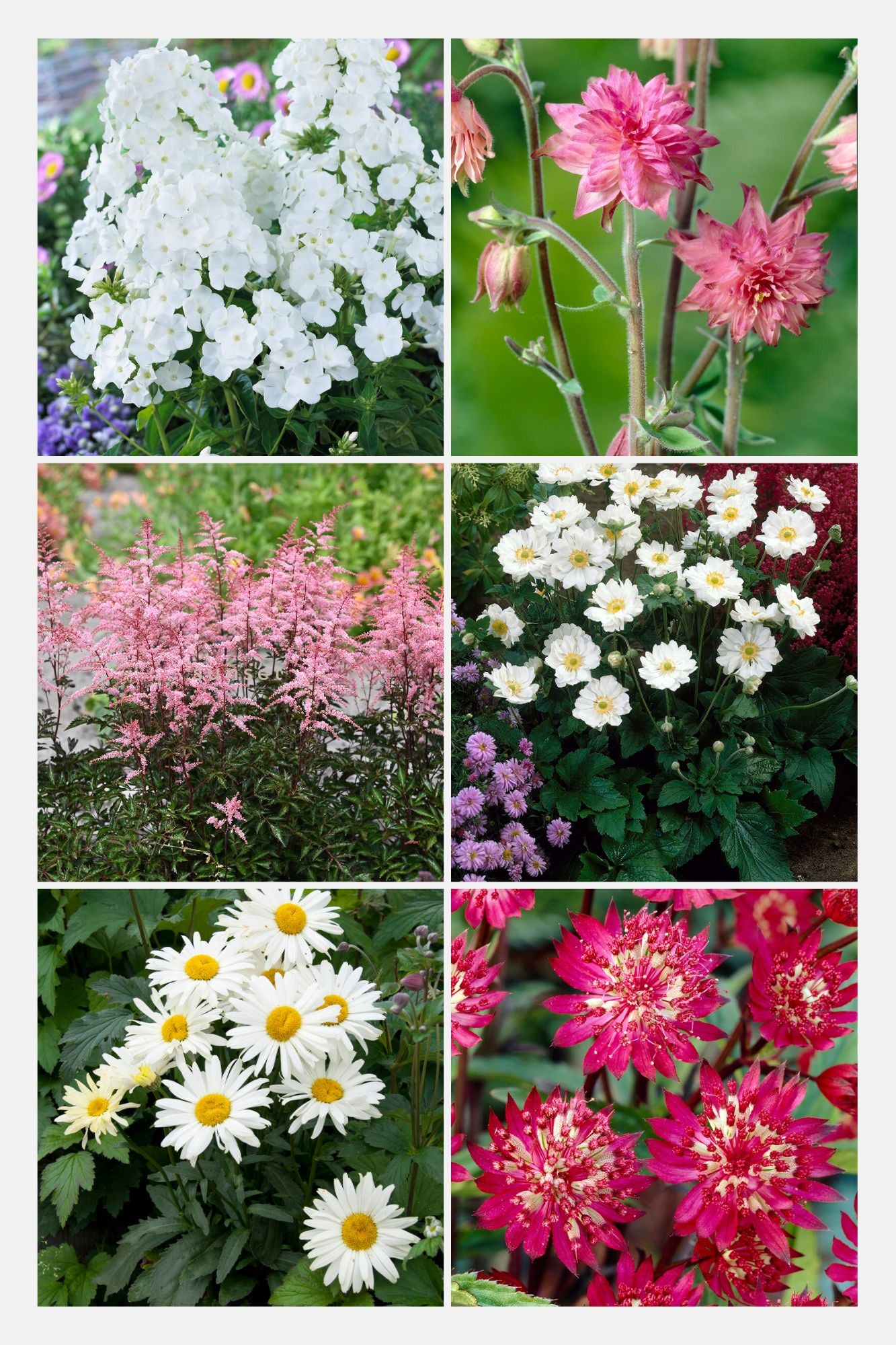 Bijen en vlinder vaste planten pakket roze/wit