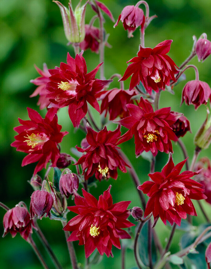 Aquilegia Ruby Port