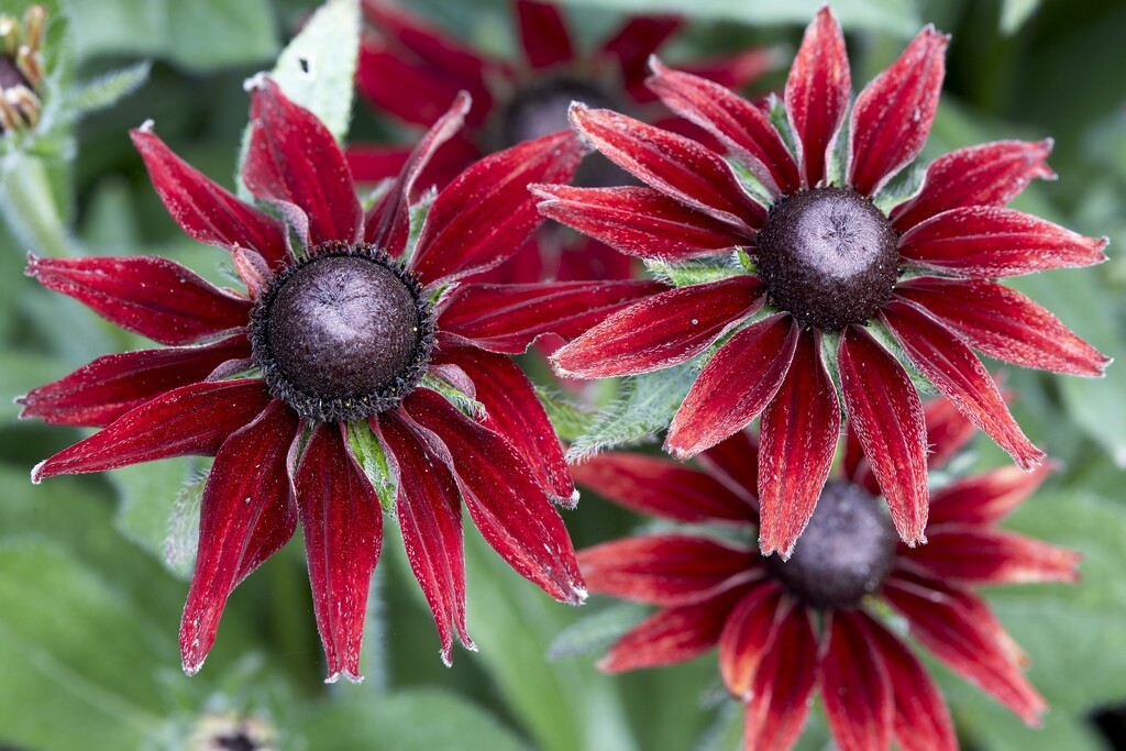 Rudbeckia Cherry Brandy