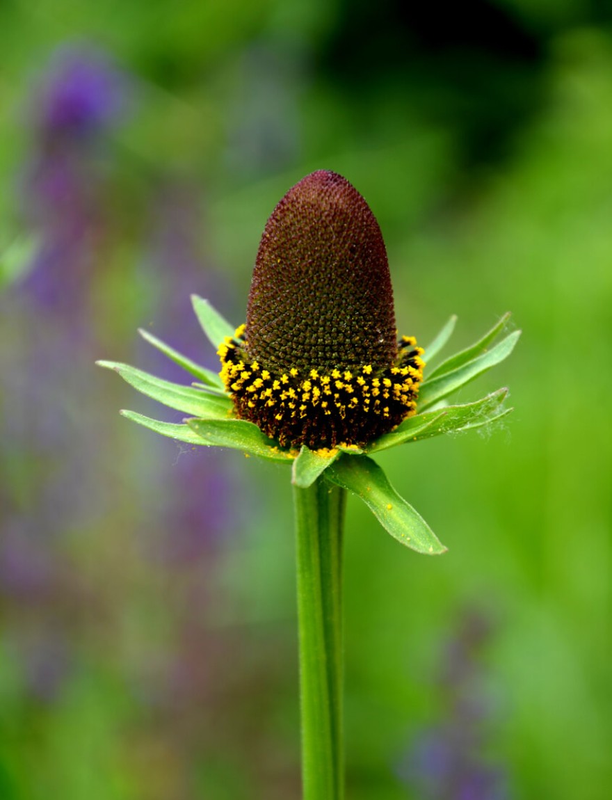 Rudbeckia occidentalis Green Wizard XL