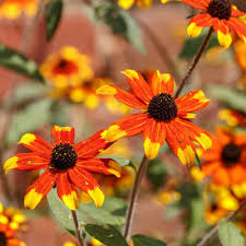 Rudbeckia triloba Prairie Glow XL