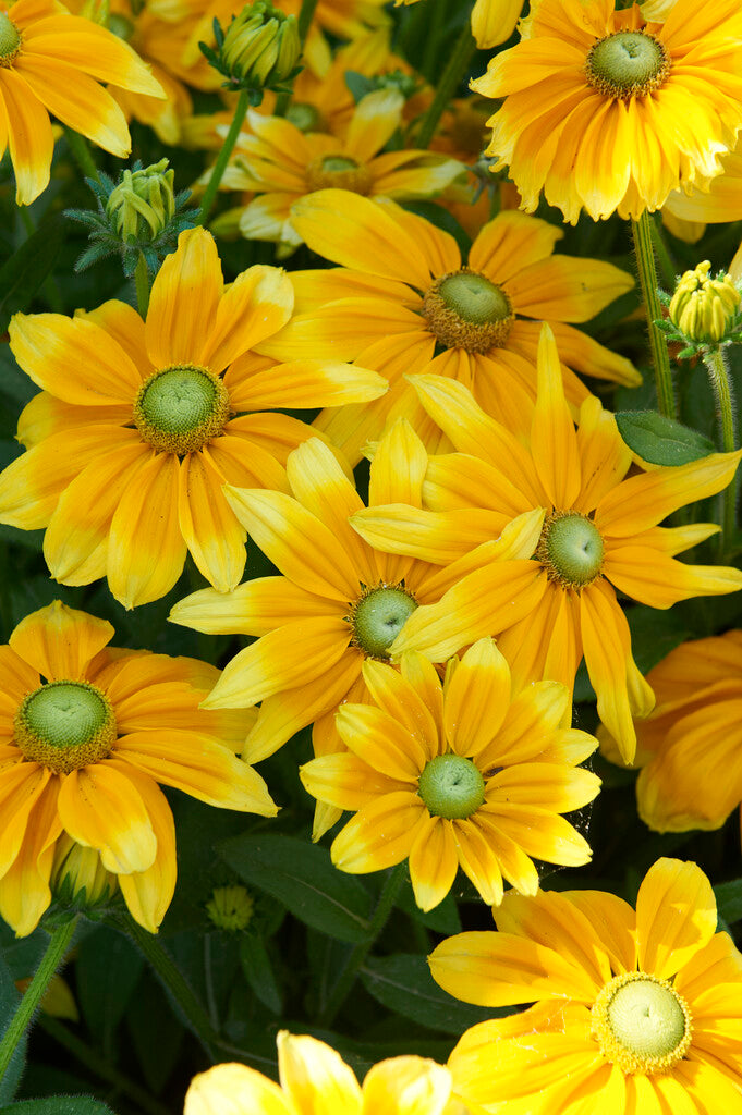 Rudbeckia Prairie Sun