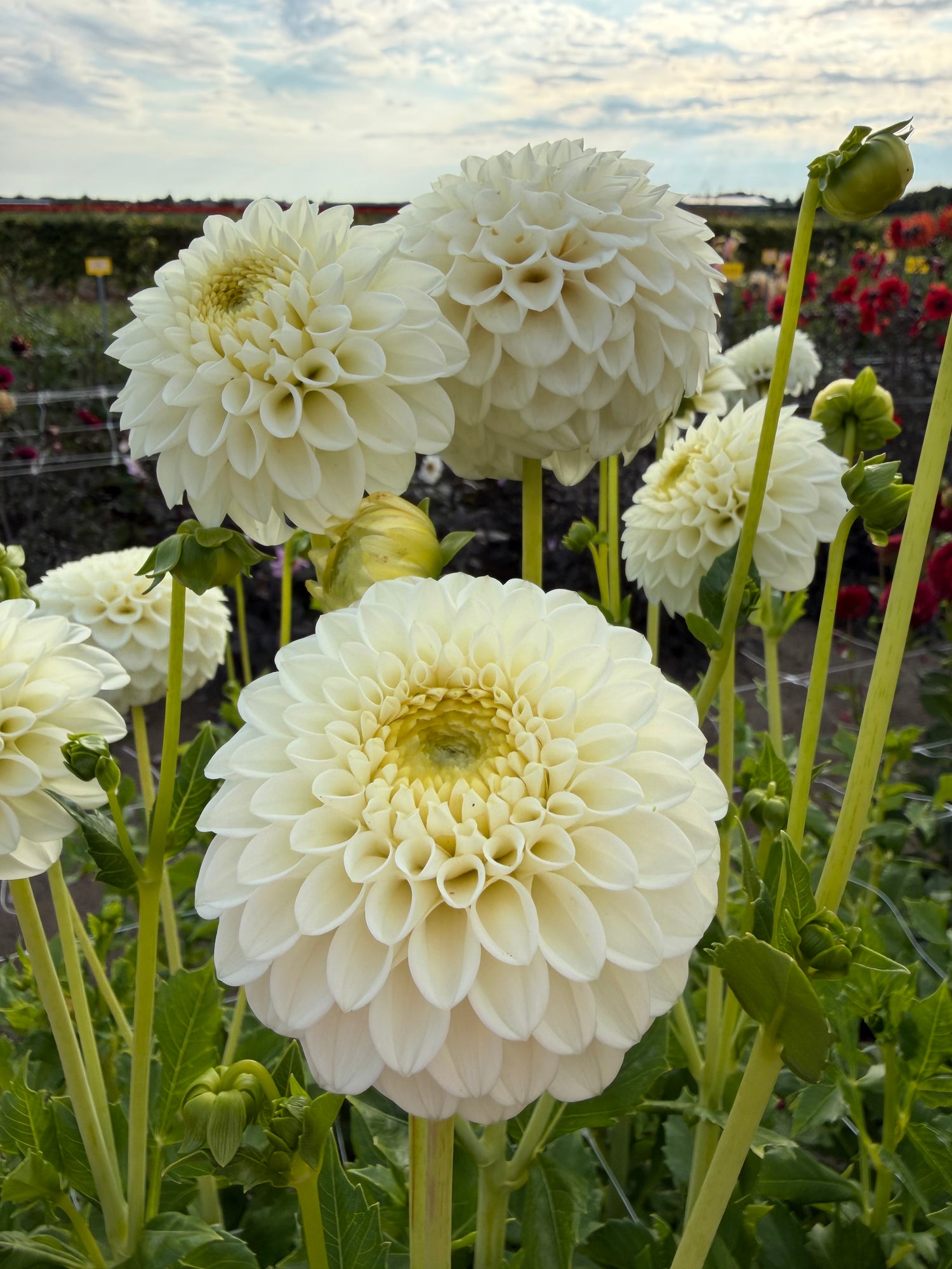 Dahlia Ryecroft Jan