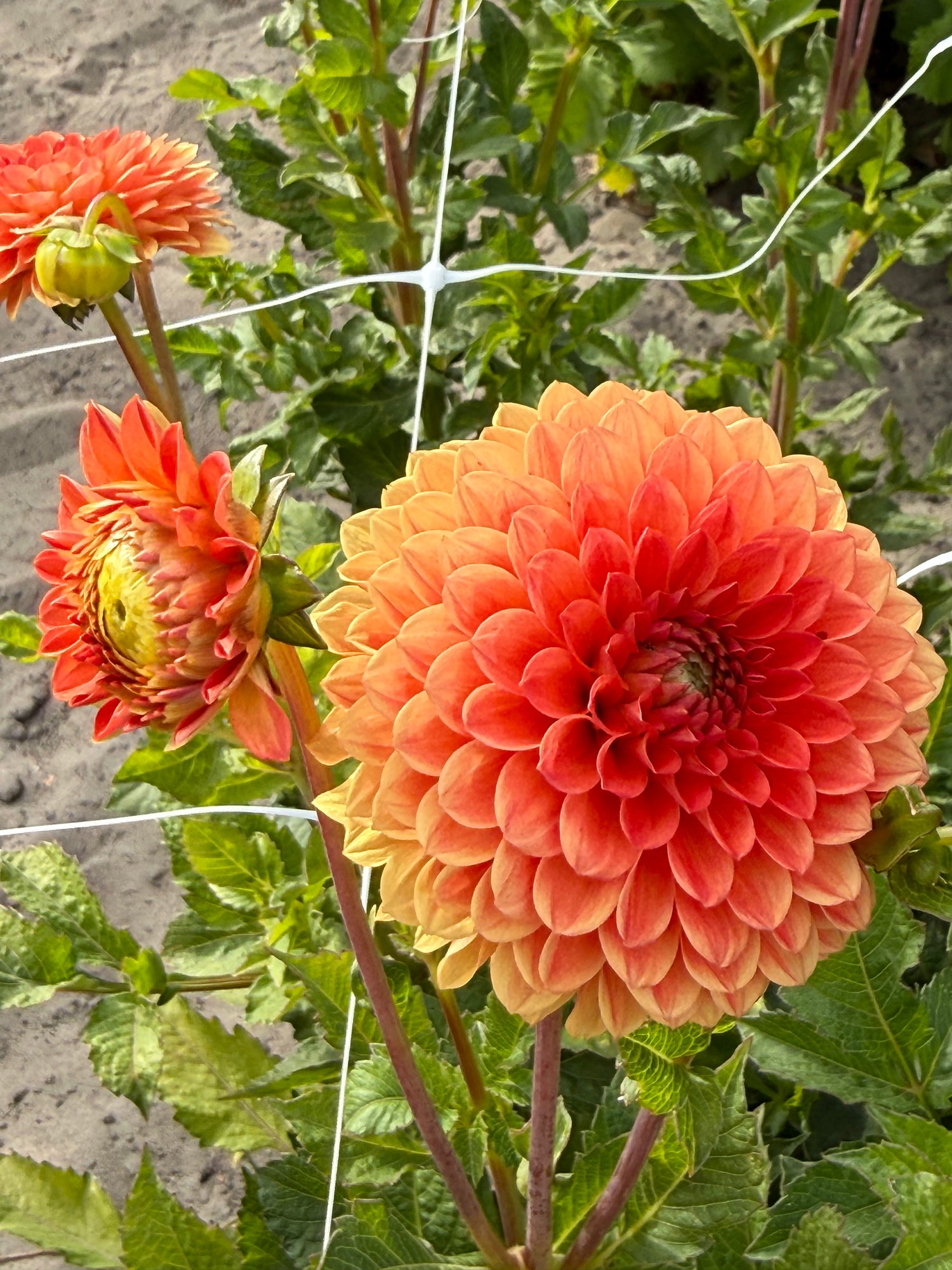 Dahlia Safe Shot