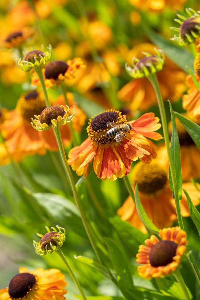 Helenium Sahin's Early Flowerer XL