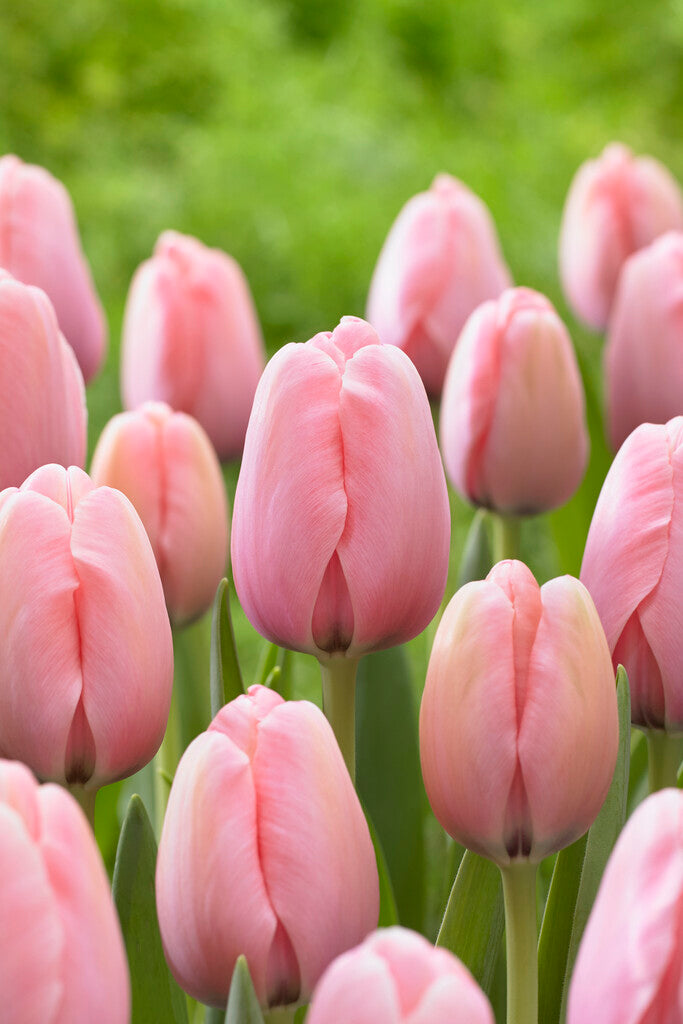 Tulipa Lachs Impression