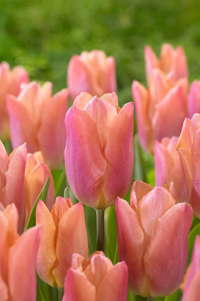 Tulipa Salmon Prince