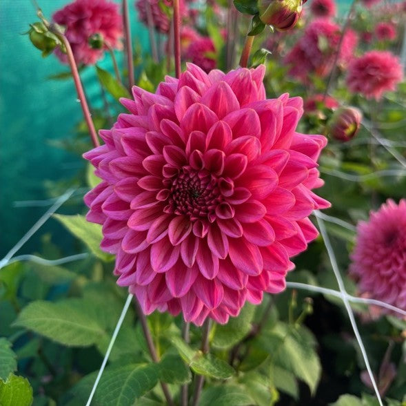 DAHLIA VOORDEELPAKKET 5 STUKS