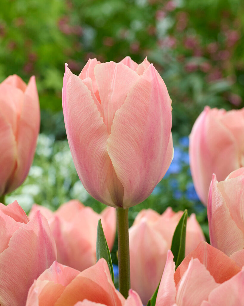 Tulipa-Lachs von Eijk