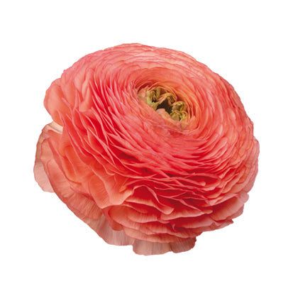 Ranunculus Salmone