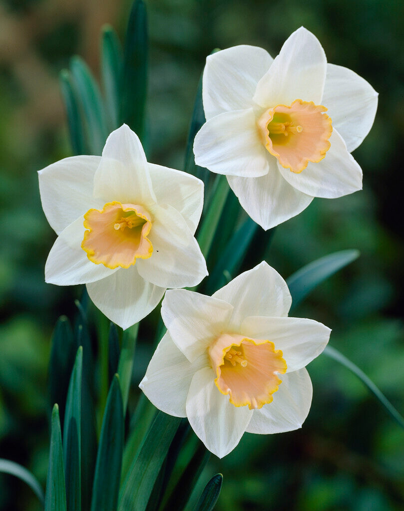 Narcissus Salome