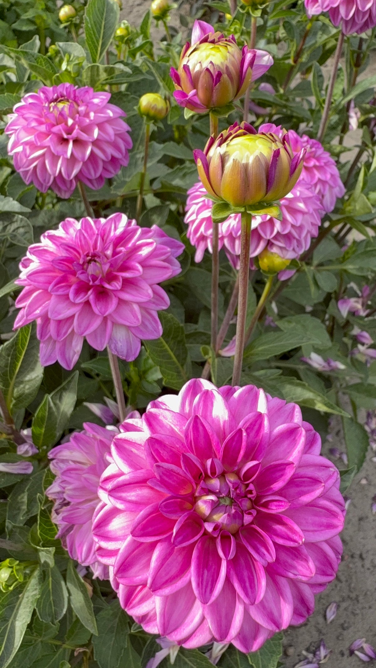 Dahlia Salvation