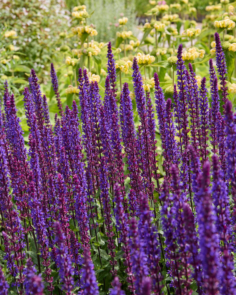 Salvia Caradonna